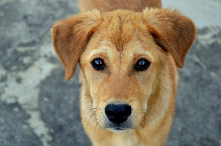 Vira-lata (português brasileiro) ou rafeiro (português europeu) é a denominação dada aos cães, SRD (Sem Raça Definida), sendo CRAND (Cachorro de Raça Não Definida), como são geralmente referenciados em textos veterinários. Em algumas regiões do Brasil também são conhecidos como pé-duro, guaipeca, bajariva e cusco. Descrição: Foto em fundo desfocado cinza. Ao centro, vista de cima, a carinha de um cão vira-lata de médio porte, pelagem densa em tom caramelo. As orelhas são triangulares com as extremidades arredondadas. No brilho dos olhos pretos redondinhos , o reflexo do fotógrafo. O formato do focinho remete a um coração também preto assim como os longos bigodes. 31 de Julho: Dia do vira-lata.