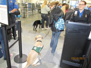 pup getting ready to be scanned