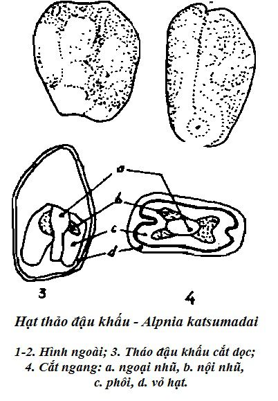 Hạt Thảo đậu khấu - Alpnia katsumadai - Nguyên liệu làm thuốc Chữa Bệnh Tiêu Hóa