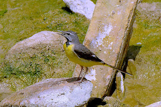 lavandera-cascadeña-motacilla-cinerea-