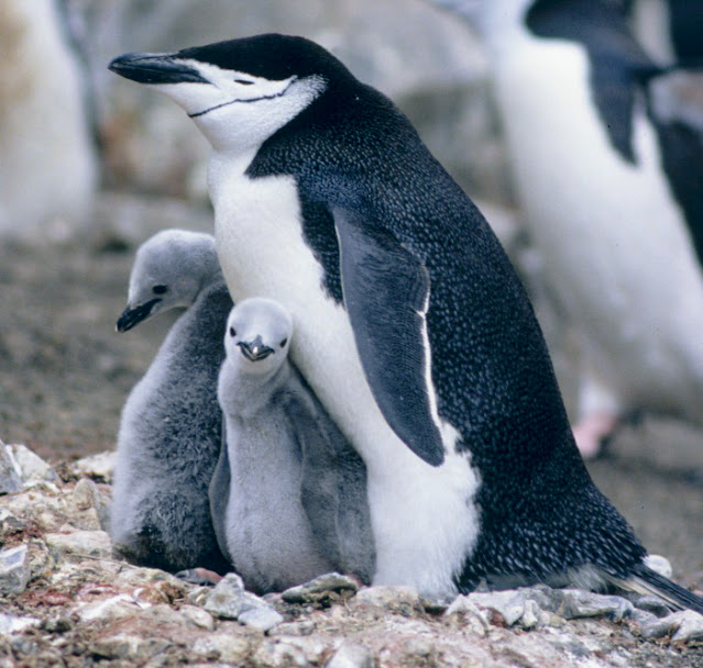 Pingüinos barbijo (Pygoscelis antarcticus) con dos crías.