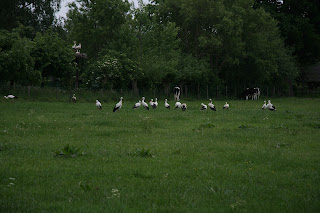 natuurfotografie;ooievaars