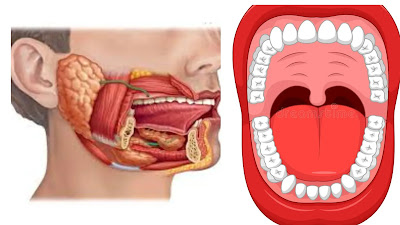 What Is Salivary Gland