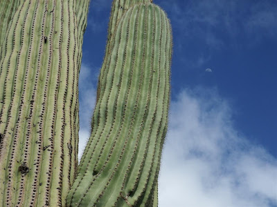 saguaro cactus, arizona, moon