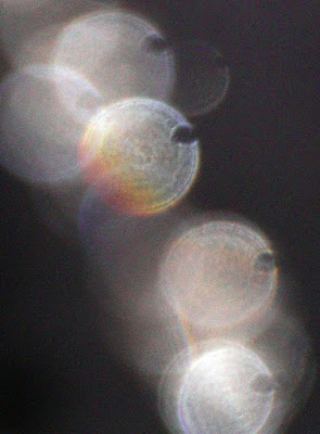 semi-oval orb holes