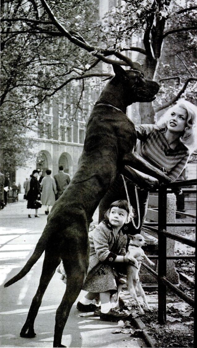 1955. Gorgeous Jayne Mansfield takes her daughter and the dogs out on a stroll in New York.