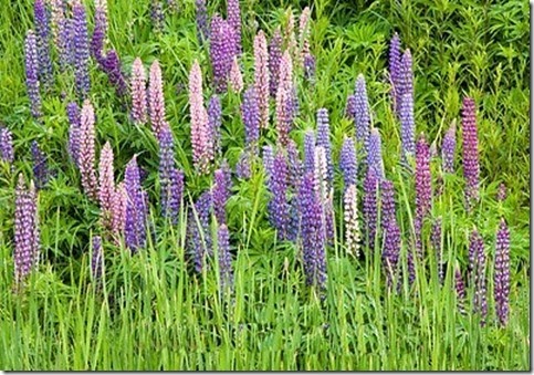 Lupine Wisconsin and Michigan
