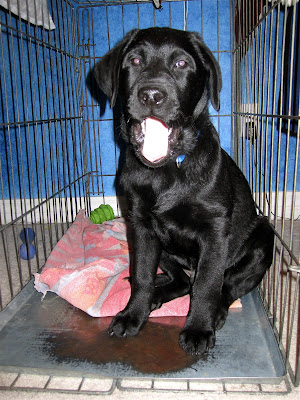 Romero, a quickly growing 12 week old black lab puppy sits on a faded red blanket in his large wire crate with the door open. There is an irregular shaped lime green chew toy sitting in the back corner of the crate and a long purple bone shaped toy lying on the carpet outside the crate. Romero is quite tired. His mouth is wide open in a yawn, pink tongue and white puppy teeth showing, and his eyes look just about ready to close.