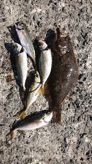釣ったヒラメとアジ