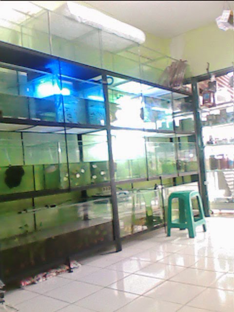 King Fish Aquarium  PENJUALAN AQUARIUM 