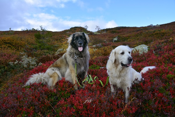 norefjell storleinåsen leonberger golden retriever