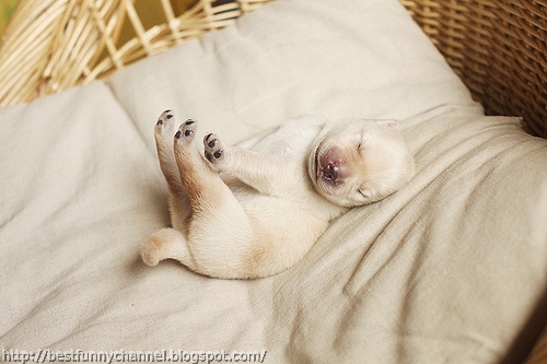 Funny sleeping puppy.