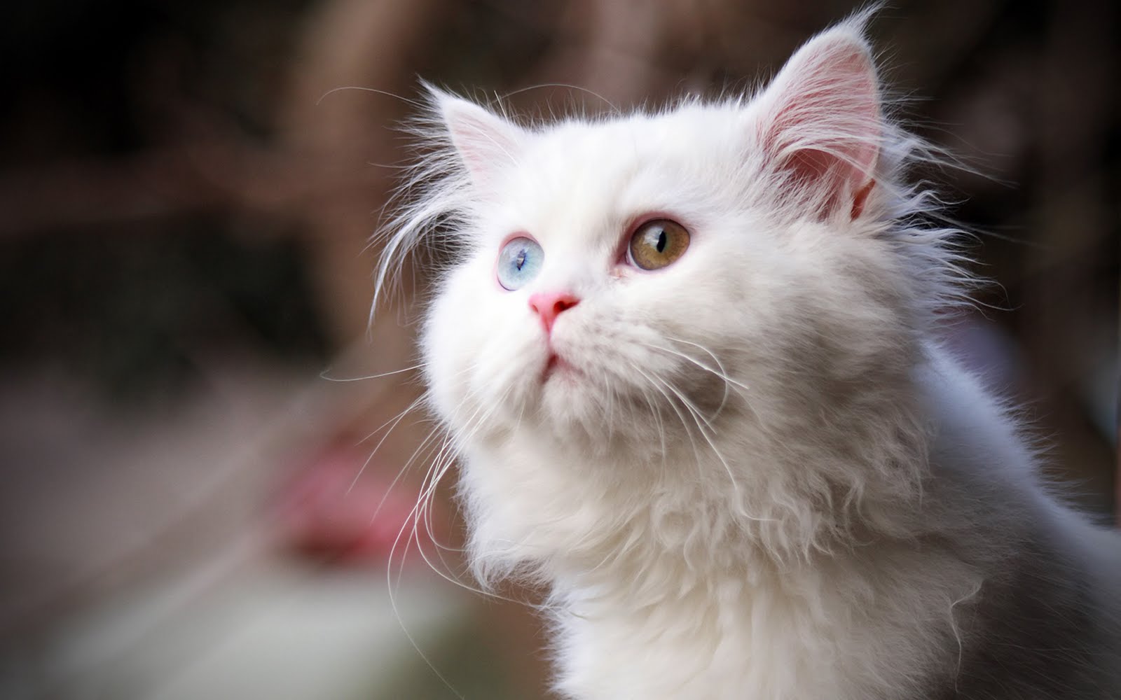 cat looking up, Cute Cats HD wallpapers,White Girly Cat HD Wallpapers 