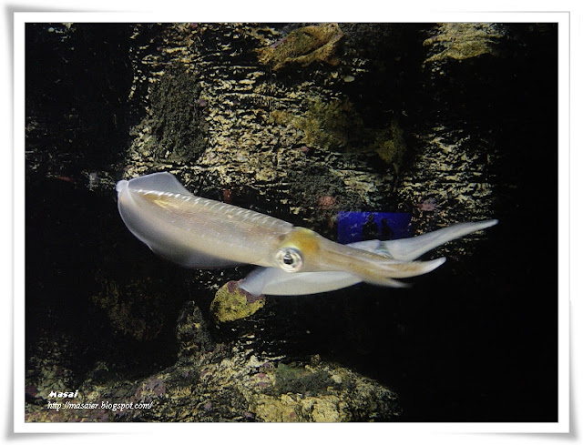 澎湖水族館－烏賊