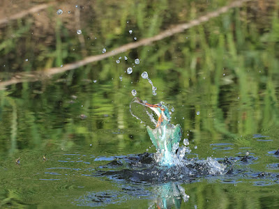 カワセミの水面飛び出し