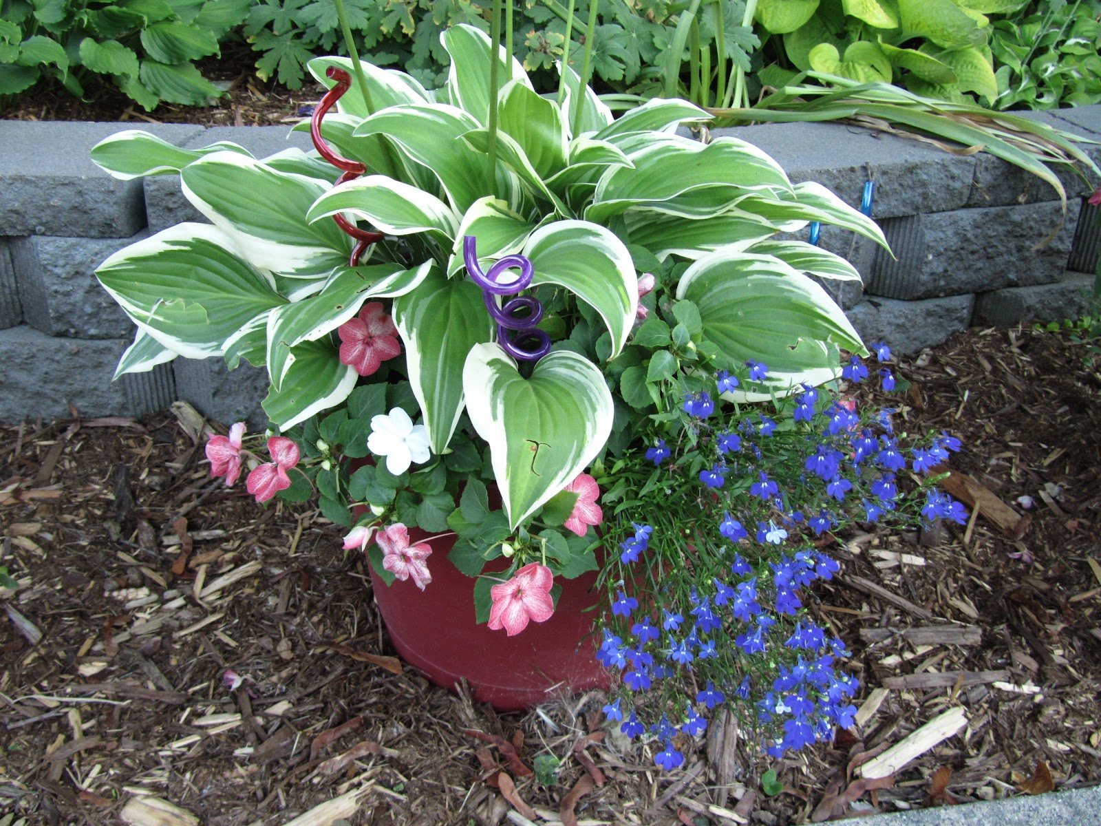 Cheesehead Gardening: Hostas in Containers