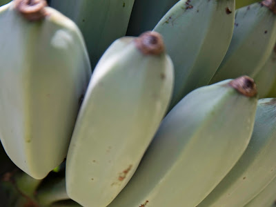 【ベストコレクション】 blue java banana plant for sale 148642-Blue java banana plant for sale uk