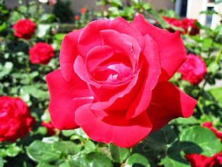 Gambar Bunga Mawar Merah Yang Cantik_Red Roses Flower 20010