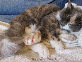 Surviving Christmas with a Maine Coon Kitten