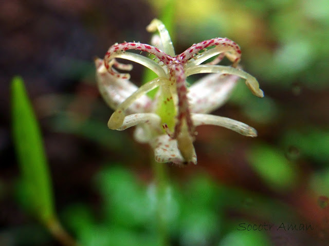 Tricyrtis macropoda