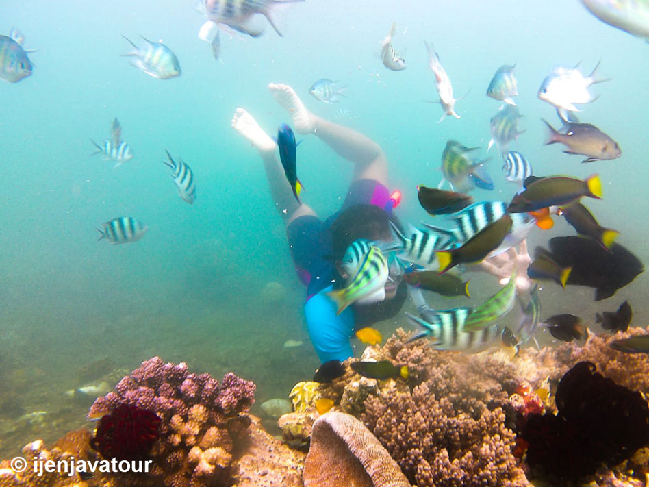 Snorkling with Fish Bangsring Underwater