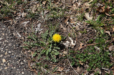 photo of early Spring dandelion