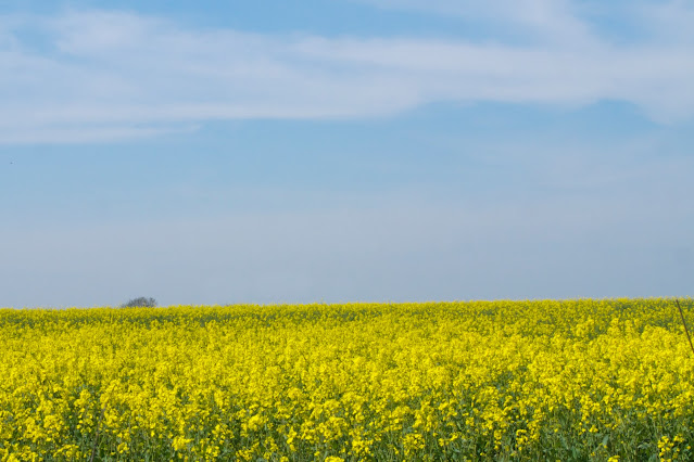 field view