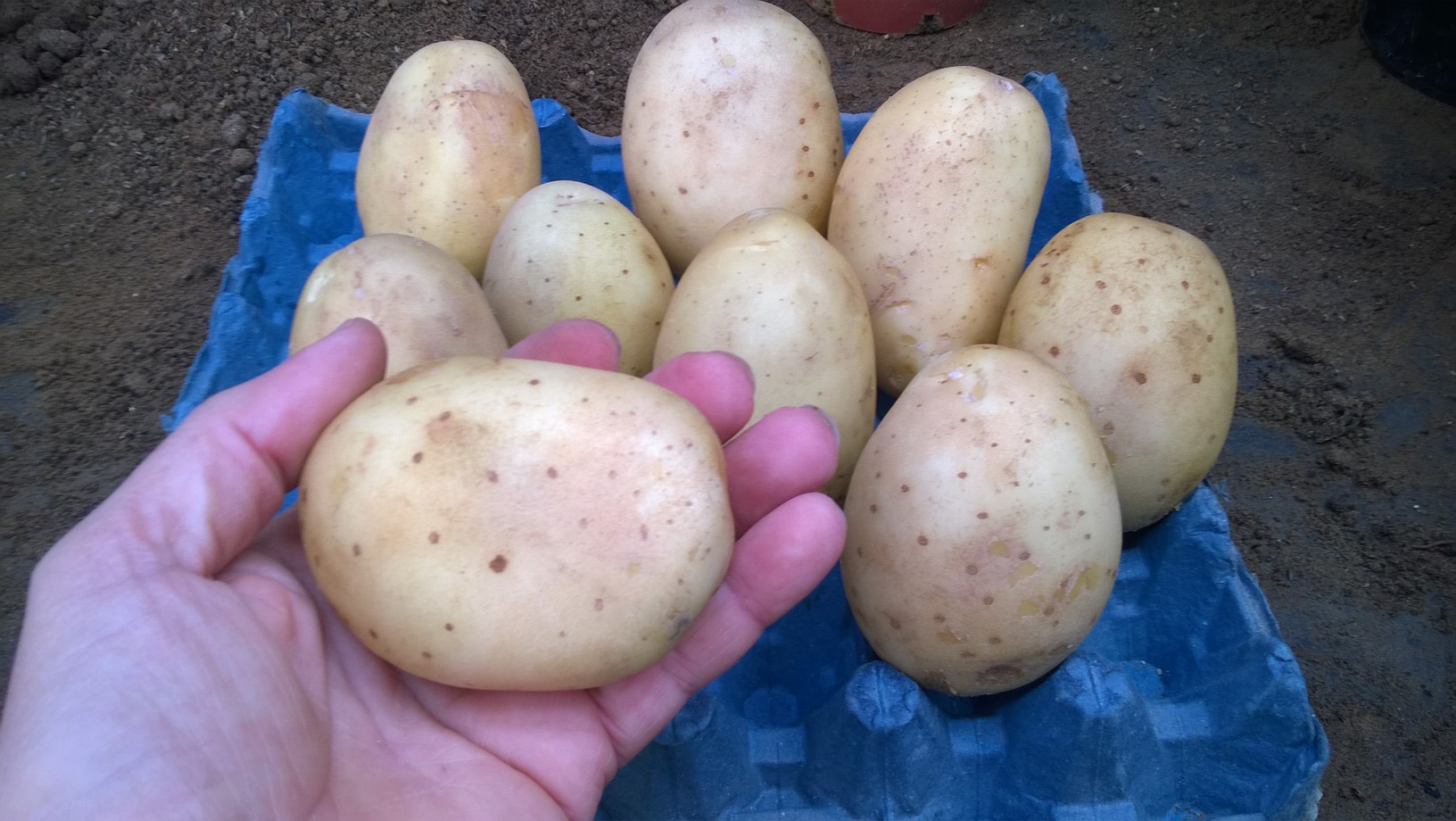 Potatoes are relatively inexpensive to purchase, but freshly dug potatoes have a flavor all their own and you have hundreds of different varieties to choose from.