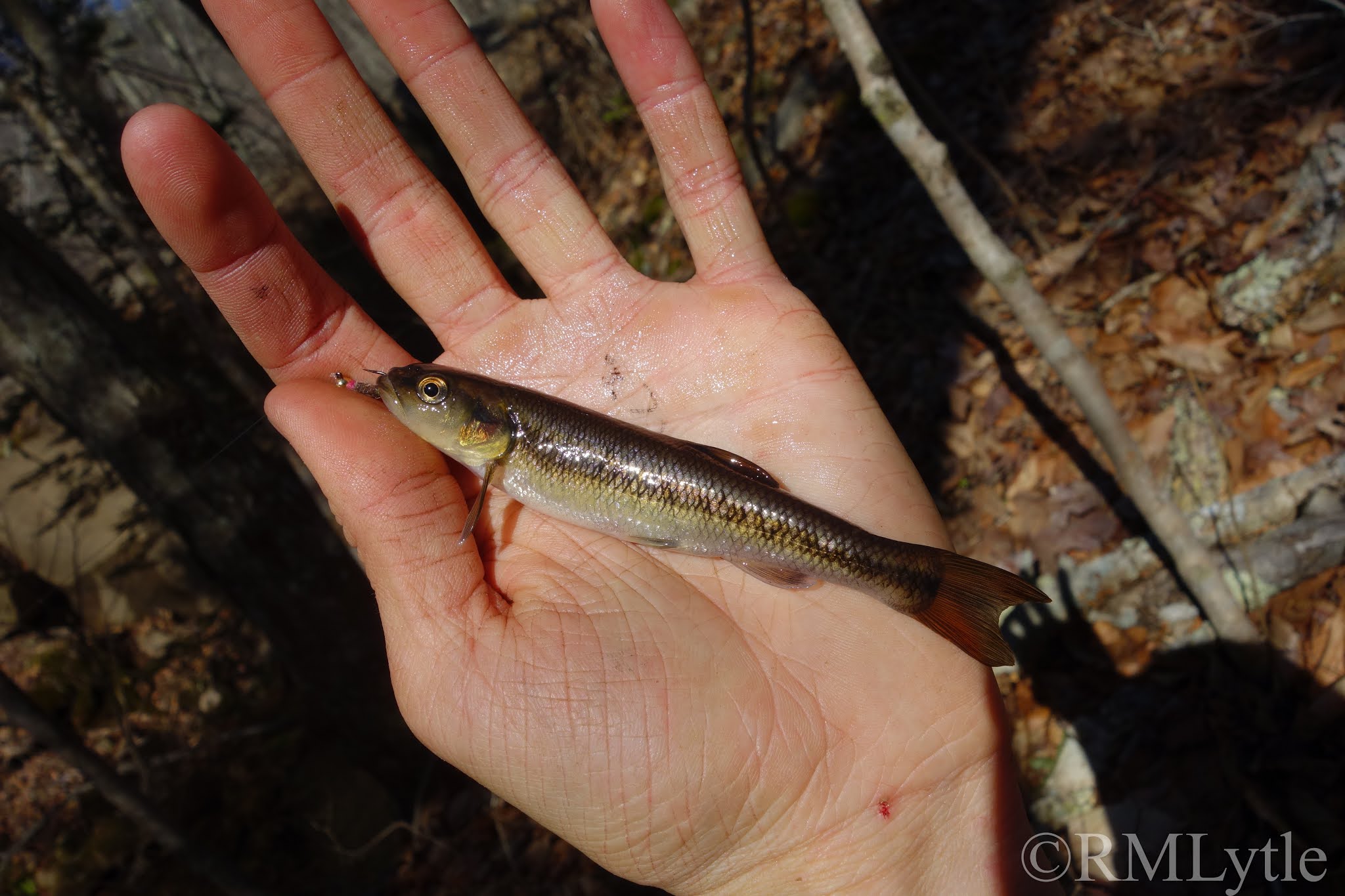 Connecticut Fly Angler: A Creek Chub Anomaly