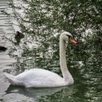 View album