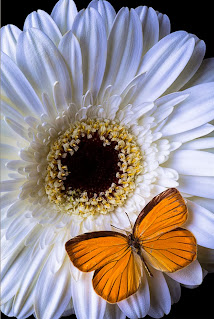 mariposas-y-flores