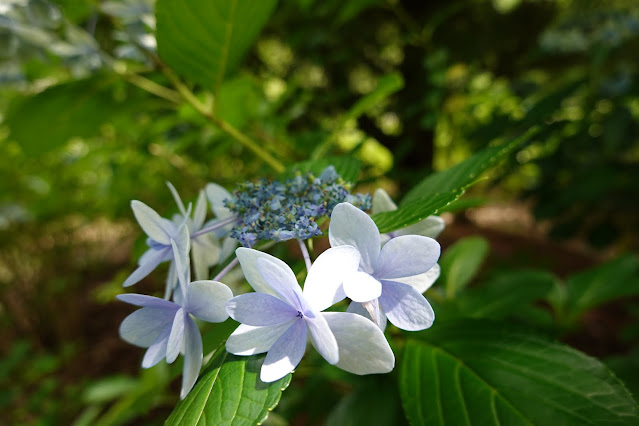 鳥取県西伯郡南部町鶴田　とっとり花回廊　アジサイ（紫陽花）