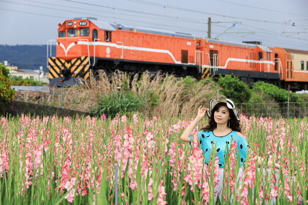 彰化社頭「雙鐵花田」劍蘭花海搭配火車好好拍，入園送向日葵種籽