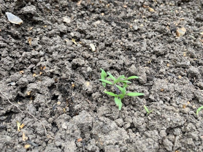 Tiny tomato seedlings in a tomato shape