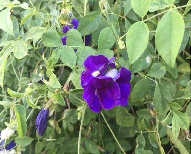 Potential of Clitoria ternatea L. flower extract as a safe and effective alternative to methylene blue stain