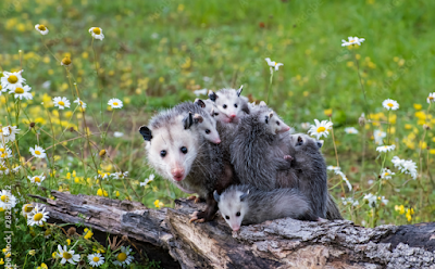 Apakah Possum Terkena Rabies?