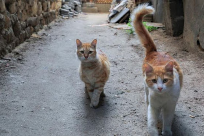 Jenis Kucing Jalanan di Indonesia