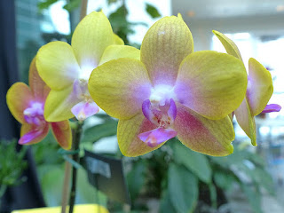  Phalaenopsis Gan Lin Royal-Yellow - Phalaenopsis Sogo Cake x Phalaenopsis Brother Sara Gold