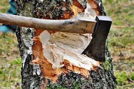 आरोपी के घर से मिली लकड़ी का मिलान जंगल में मिलने वाले पेड़ों के ठूंठ से किया जाएगा