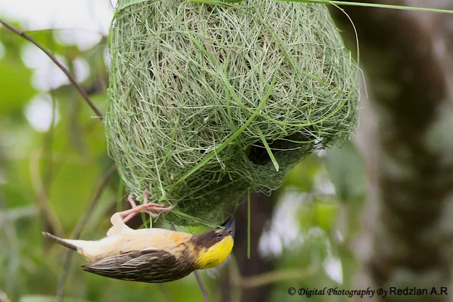 Baya Waver with nesting material