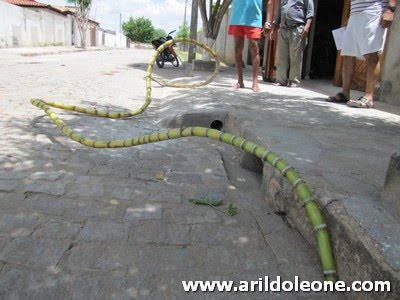 CANA DE AÇUCAR GIGANTE É ENCONTRADA EM CALDAS DE CIPÓ