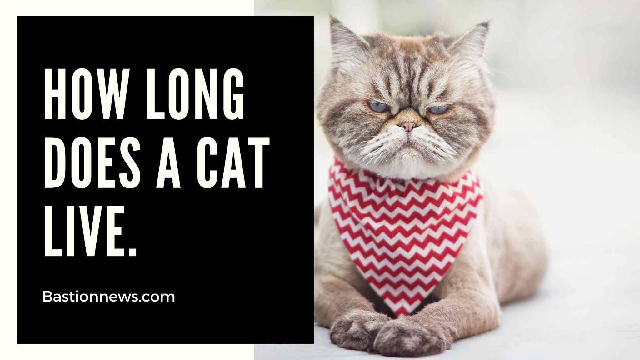 How Long Does A Cat Live