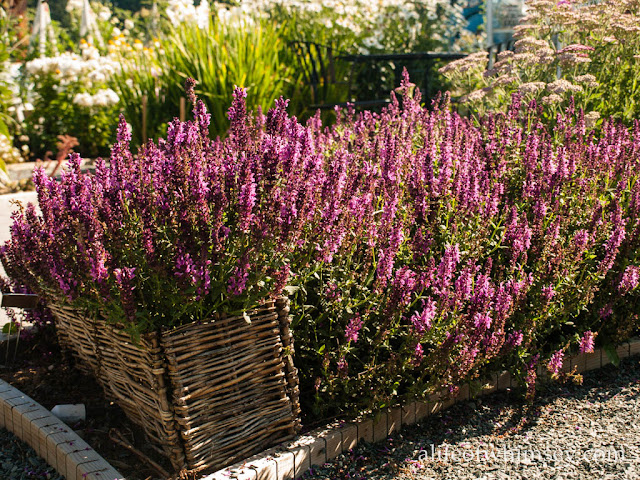 purple flowers