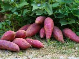 Health benefits of sweet potato leaves