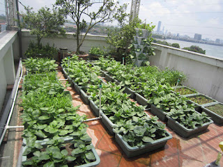 Thiết kế vườn rau lớp học trên sân thượng