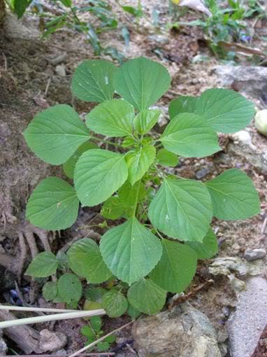 Iezym belog's: Catnip / Pokok Kucing Galak : Mana nak cari?