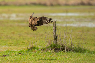 Naturfotografie Wildlifefotografie Ahsewiesen Olaf Kerber