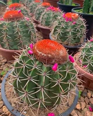 Coroa-de-frade ou Melocactus zehntneri Cabeça-de-frade