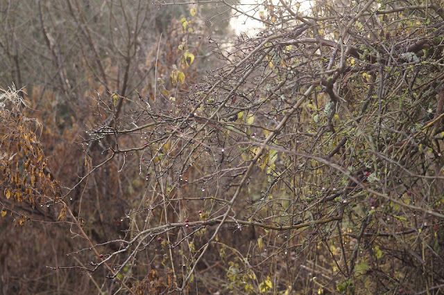 Photographs of weeds in December