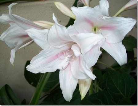 moonvine and lilies 007